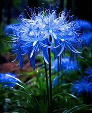 View Spider Lily Bulbs-Multicolor🌈 image 6