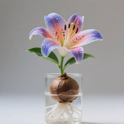 View 🌸 Water-Grown Lily – Fragrance & Elegance in a Glass! 🌿 image 5