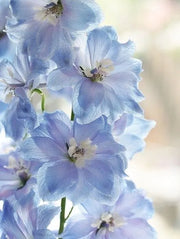 View 40 Seeds Baby Blue Larkspur Seeds image 1