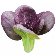 View Purple Rape Brassica Seeds image 6