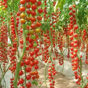 View 100% Germination rate-Waterfall Tomatoes Seeds-High Yield image 1