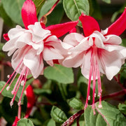 View 🧚🏼Fuchsia Flowers Seeds-Dancing Elf🪴Bonsai image 3