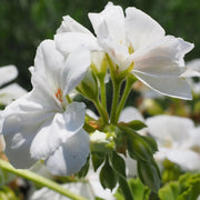 View ✨Geranium – The Colorful and Cheerful Fairy of Your Balcony! image 3