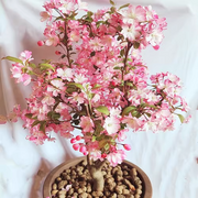 View Begonia flowers Seeds image 5