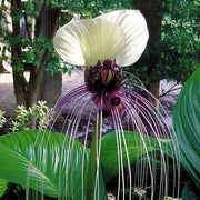 View Rare Exotic White Bat Flower image 3