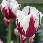 View Zurel  Tulip Seeds image 3