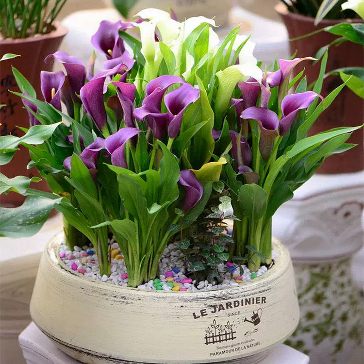 Calla Lily Bulbs – The Magical Bloom That Never Fails