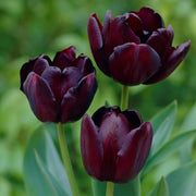 View Queen of the Night Tulip Seeds image 1