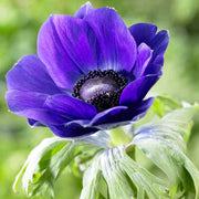 View De Caen Blue Anemone Seeds image 1