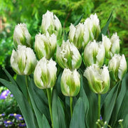 View Snow Valley Tulip Seeds image 2