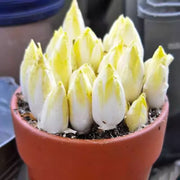 View European Chicory Seeds image 3