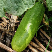View 🥒Crawling Fruit Cucumbers Seeds image 6