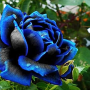 View Rare Black Blue Rose- Seeds image 5