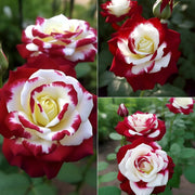 View Twin rose seeds (high quality version) image 2