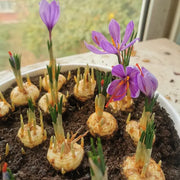 View Saffron Crocus Bulbs -Crocus Sativus image 6