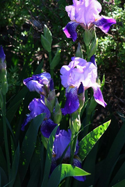 View Purple Iris Seeds image 6