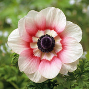 View Rainbow Red-White Anemone Seeds image 1