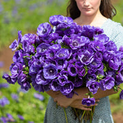 View De Caen Blue Anemone Seeds image 3