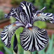 View 💐Zebra Stripes Iris (Iris Germanica) – A Bold, Striped Beauty image 6
