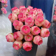 View Pink Mountain Rose -Succulent image 4