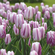 View Flaming Flag Triumph Tulip Seeds image 2
