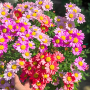 View 🌼Pest Killer: Pyrethrum Daisy Seeds image 1