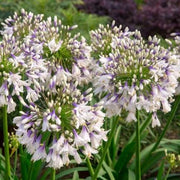 View Agapanthus africanus 'Fireworks' image 5