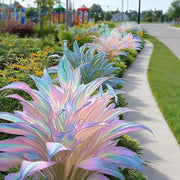 View Rainbow Haze Plant Seeds image 4