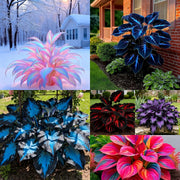 View Rainbow Haze Plant Seeds image 6