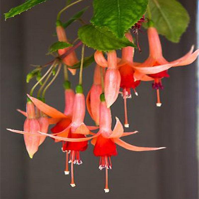 🧚🏼Fuchsia Flowers Seeds-Dancing Elf🪴Bonsai