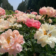 View 🌺PEONY FLOWER SEEDS image 4