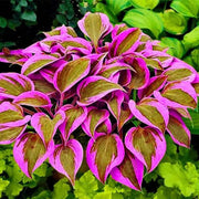 View Rare Multi-colored Hostas Seeds image 6