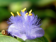 View Cyanotis-Purple Blue Perennial Plants Flowers image 3