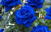 View 💙BLUE ENCHANTRESS ROSE SEEDS✨ image 6