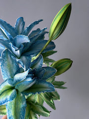 View Double-Blossom Lily image 5