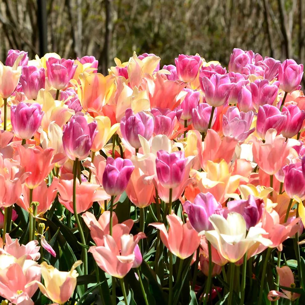 Tulip Perfect Pastel CollectionTM