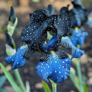 View Rare Iris Bulbs⚜️ image 6