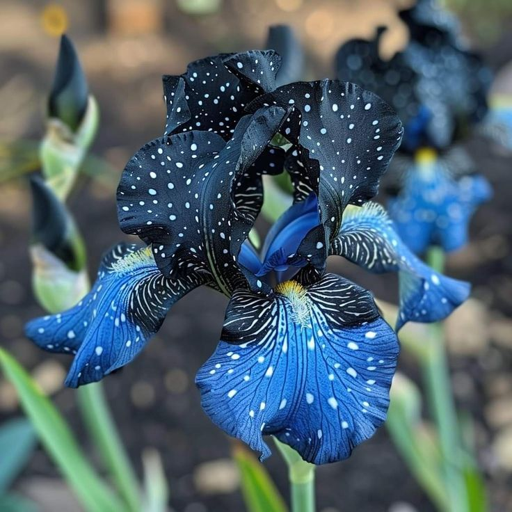 Rare Iris Bulbs⚜️