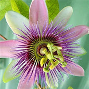 View Egrow 50Pcs/Pack Passion Flower Seeds Garden Rare Passiflora Incarnata Fruit Plants Seeds image 5