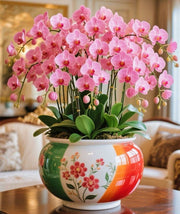 View Phalaenopsis Flower Seeds image 2