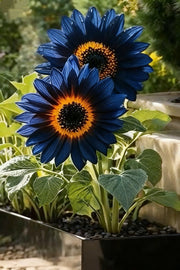 View 🌌🔥 Blue Flame Sunflower Seeds – The Rarest Sunflower You'll Ever Grow! 🌻 image 3