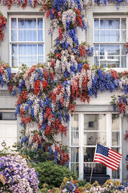 View 🇺🇸 Celebrate America’s 250th with Red, White & Blue Wisteria Seeds 🌸 image 3
