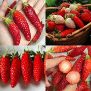 View Super Sweet Chili-Shaped Strawberry Seeds🍓 image 2