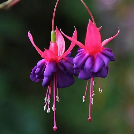 Hanging Bell Begonia Flower Seeds-Various colors available