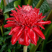 View Porcelain rose seeds-Etlingera elatior-Torch Ginger image 1