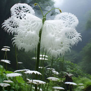 View White Butterfly Flower Seeds-Amazing Angel Butterfly Plant🔥 image 4