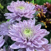 View Mixed Spider Mums Flower Seeds-Over 20 Colors image 6
