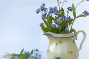 View Alpine Forget Me Not Mixed Seeds - Myosotis alpestris - Biennial Flower Seeds - Organic Seeds image 4