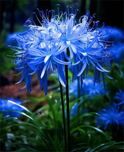 View 💙Blue Spider Lily: Where Mystery Meets Beauty image 3