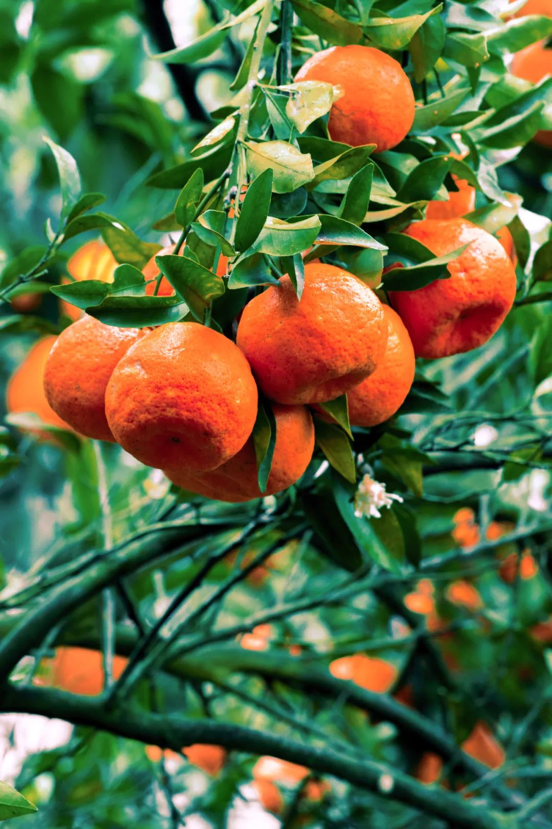 🍊Red Tangerine Seeds-Sweet, Juicy, Abundant Harvests